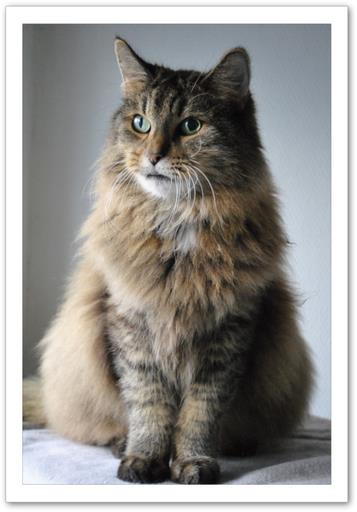 Cliquez pour agrandir l'image Cliquez pour agrandir l'image