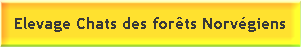 Elevage de Chats des fôrets Norvégiennes